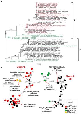 Genetic comparison of transmissible gastroenteritis coronaviruses